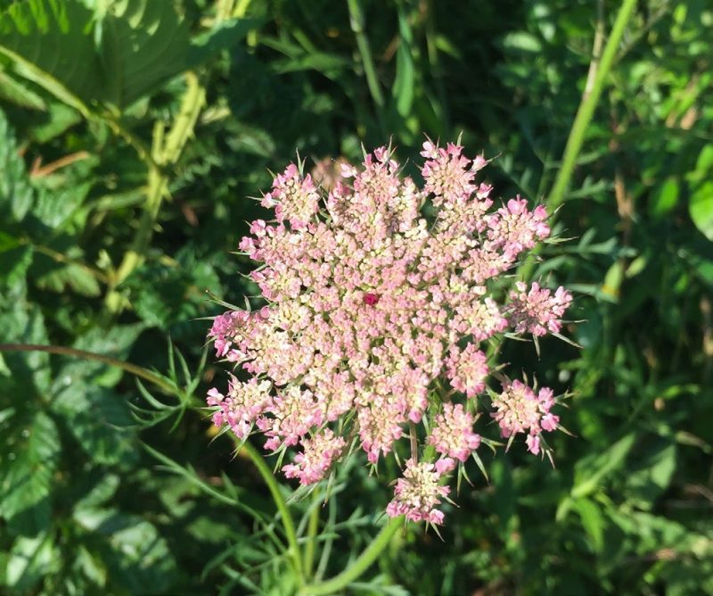 a flat cluster of tiny white to pink flowers makes up the umbrel-shaped Queen Anne's Lace bloom.