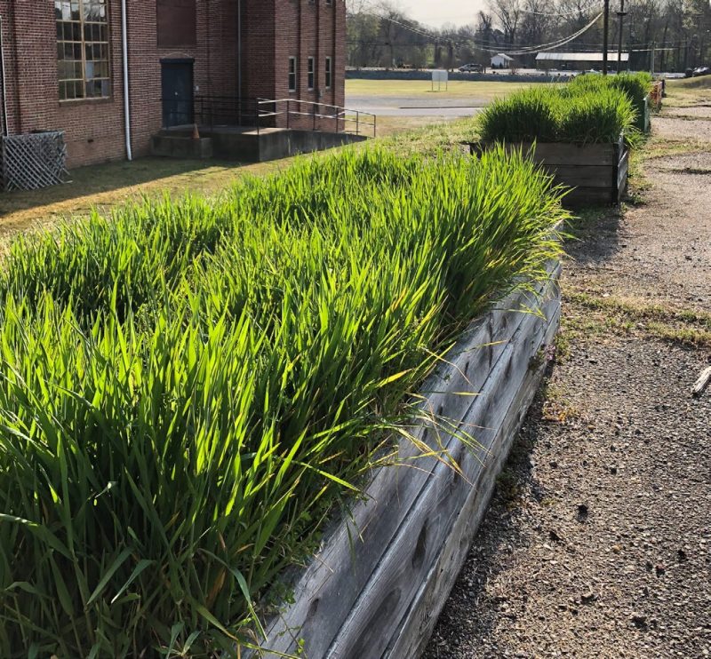 winter wheat is being grown in raised garden gray wood beds in front of a brick building