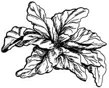 Illustration of spinach