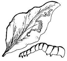 Illustration of a larva and spinach leaf