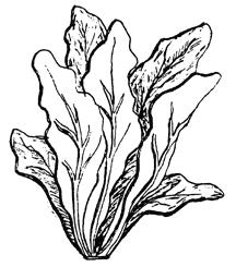 Illustration of chards
