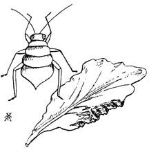 illustration of an aphid and leaf