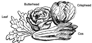 Illustration of different types of lettuce