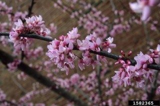 Cover for publication: Selecting Landscape Plants: Flowering Trees