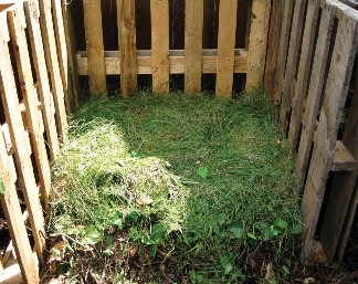 Looking down into a 3-sided wooden bin, green grass clippings and brown leaves are densely piled. The walls of the bin are constructed from wooden pallets which have spaces between planks.