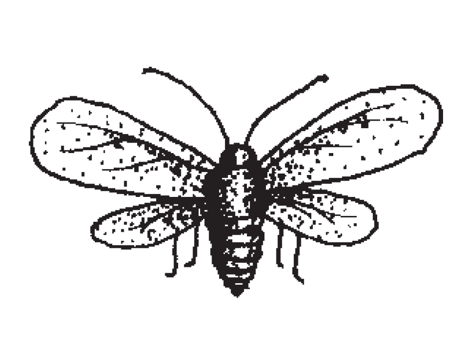 An illustration of a insect