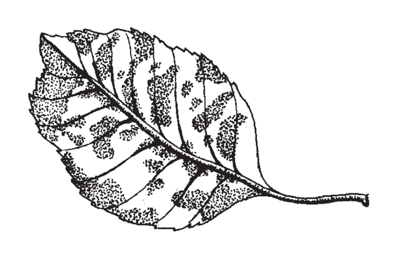 An illustration of a leaf with irregularly shaped spots