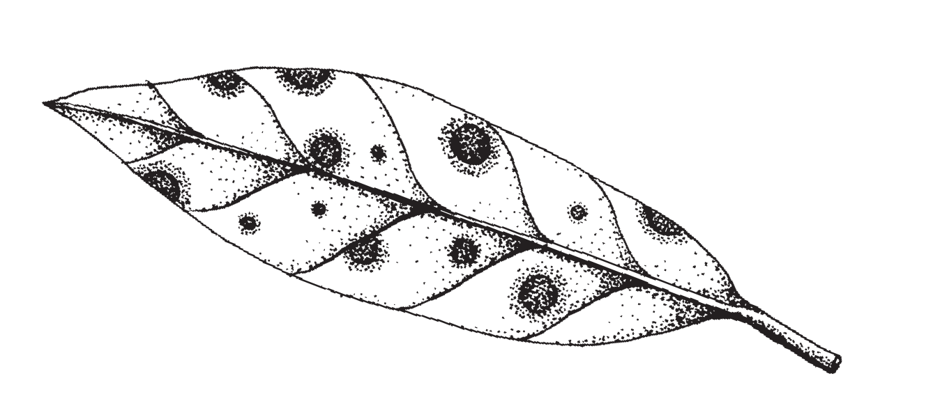 An illustration of a leaf with multiple spots