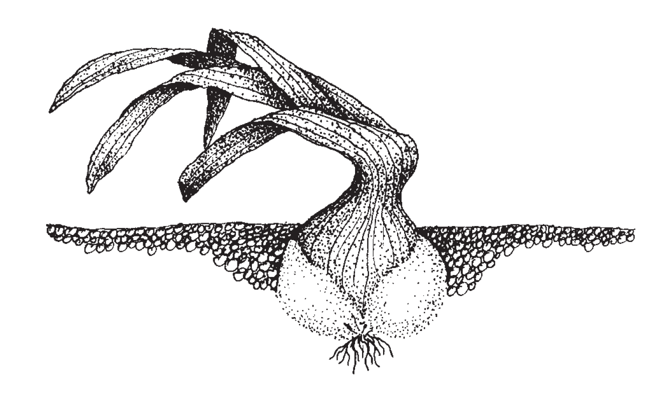 An illustration of a bulbous plant planted in the ground