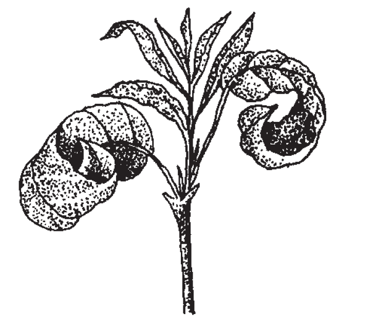 An illustration of a plant with curling and puckering leaves 