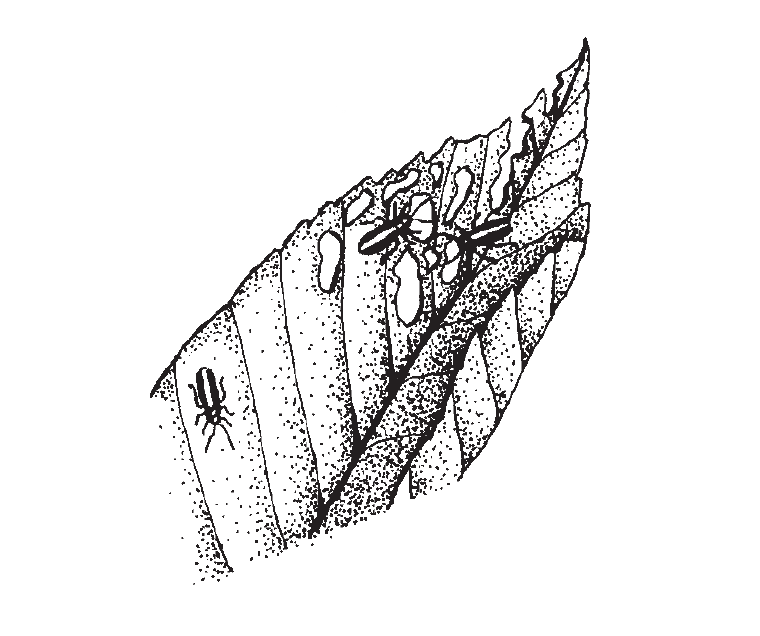 An illustration of a leaf with holes and insects