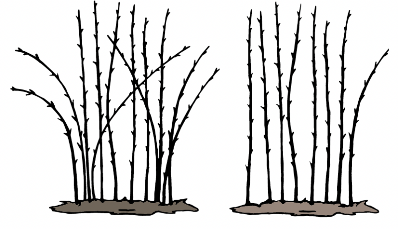 A plant before thinning that has siginificantly more canes that are drooping down and a plant after thinning with canes sticking straight up.