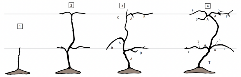 A vine that gains additional canes in each of the four different stages