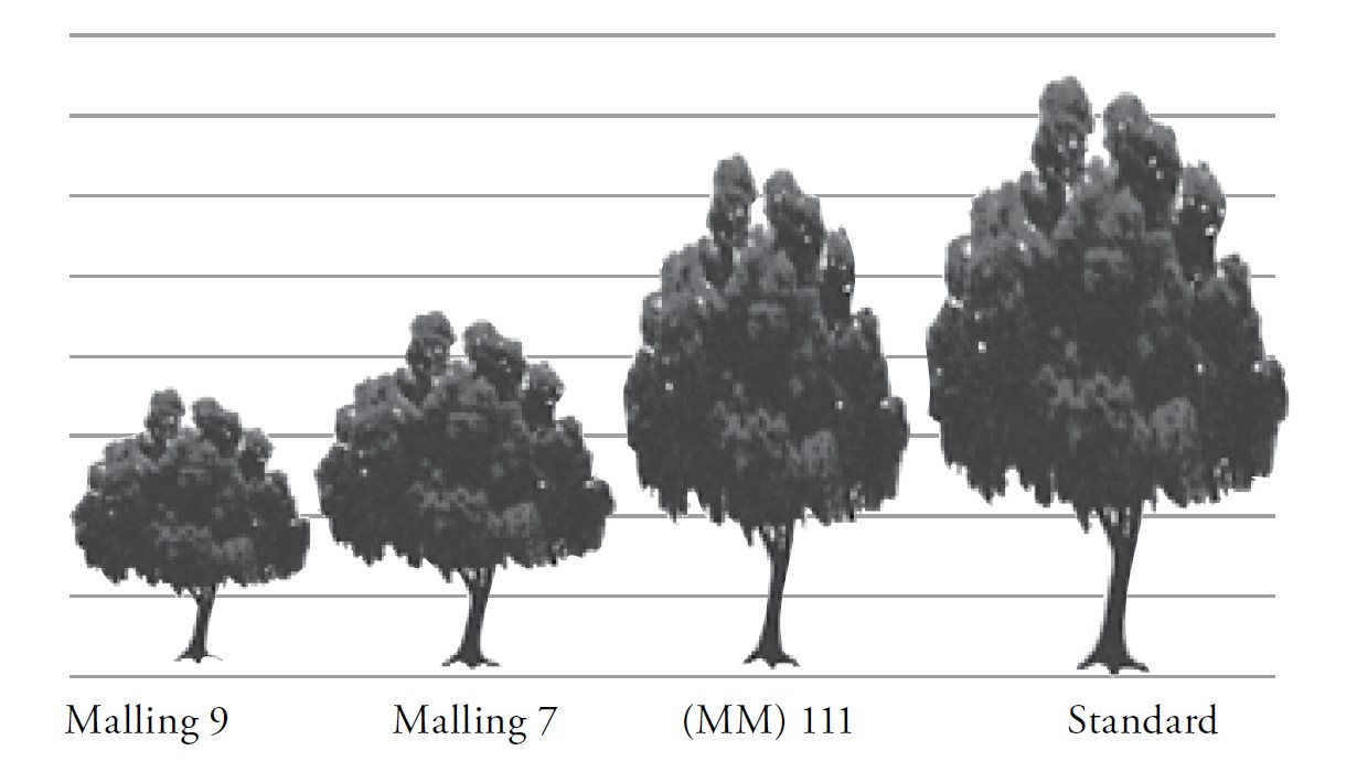 four different size of tress