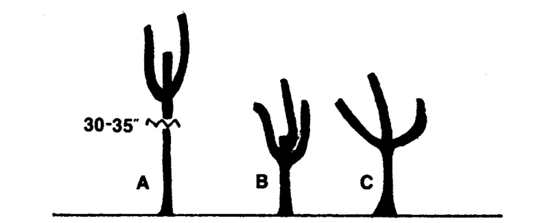 An Illustration showing trees pruned by 30~35 inches and regrowth, branch angles