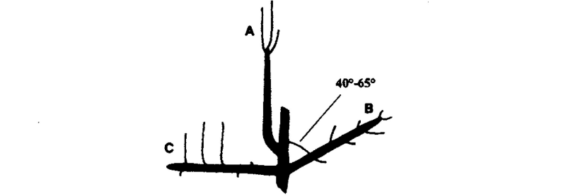 An illustration showing limb orientation and vigor in various angles