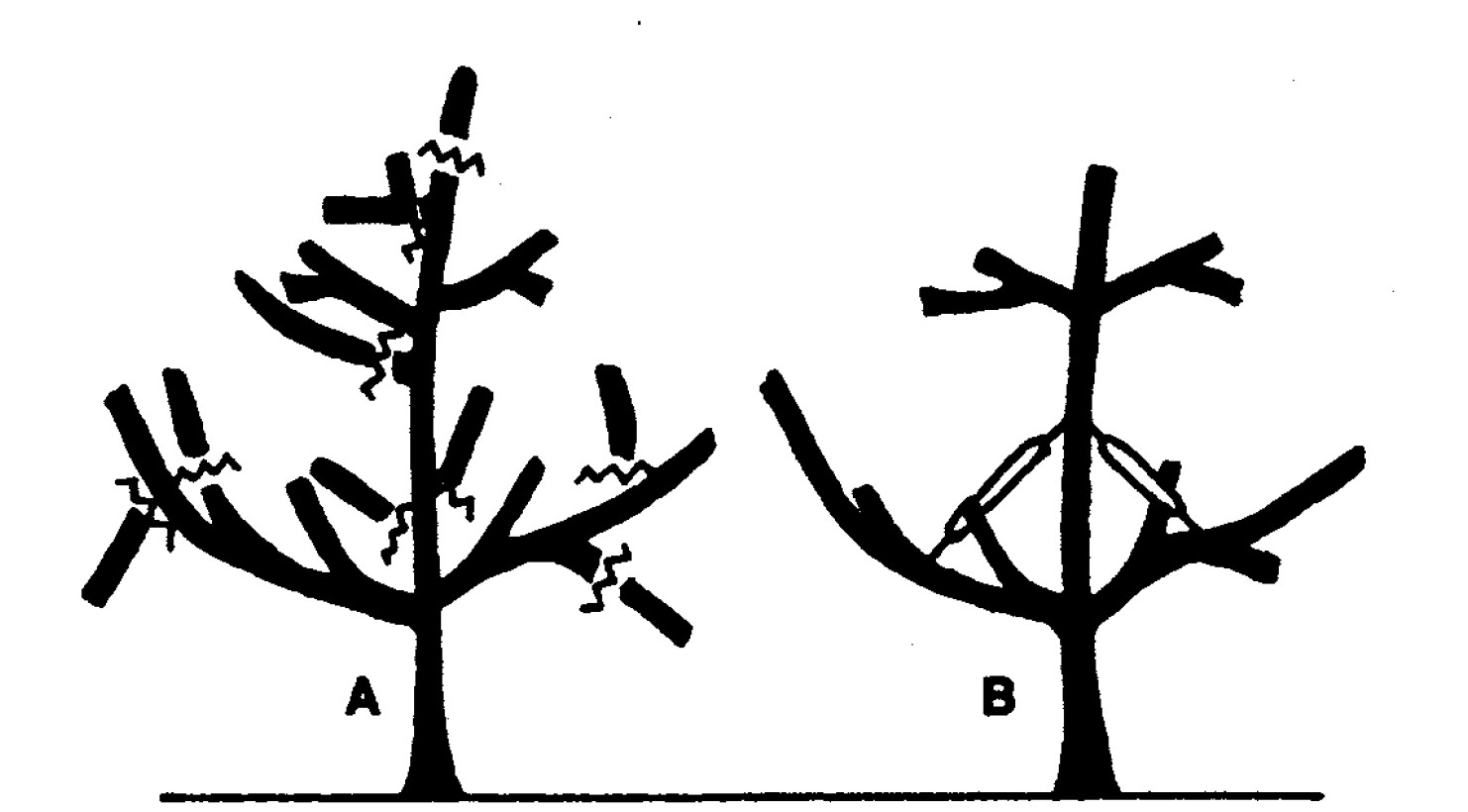 An Illustration showing two year old trees before and after pruning