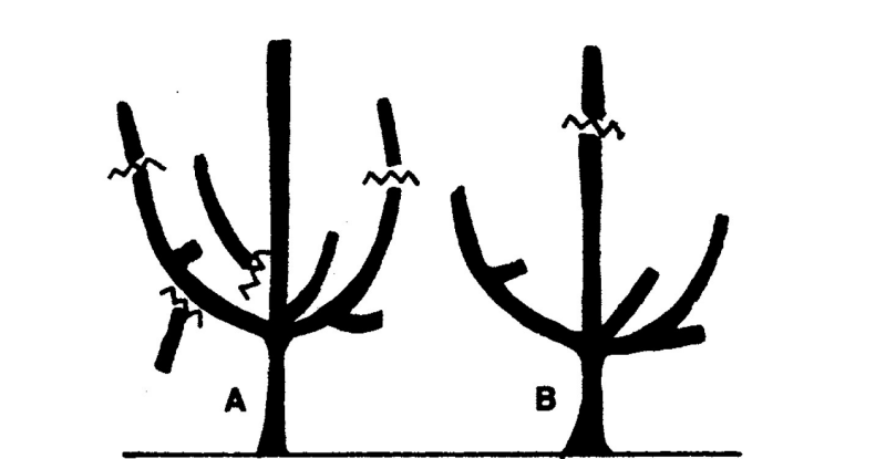 An Illustration showing trees pruned during the first winter and result