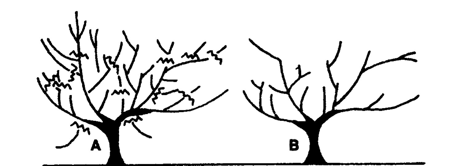 An Illustration of mature peach tree before and after pruning during the third winter