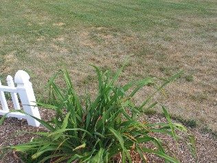 Photo of a Kentucky bluegrass/perennial ryegrass lawn in a garden with a white fence.