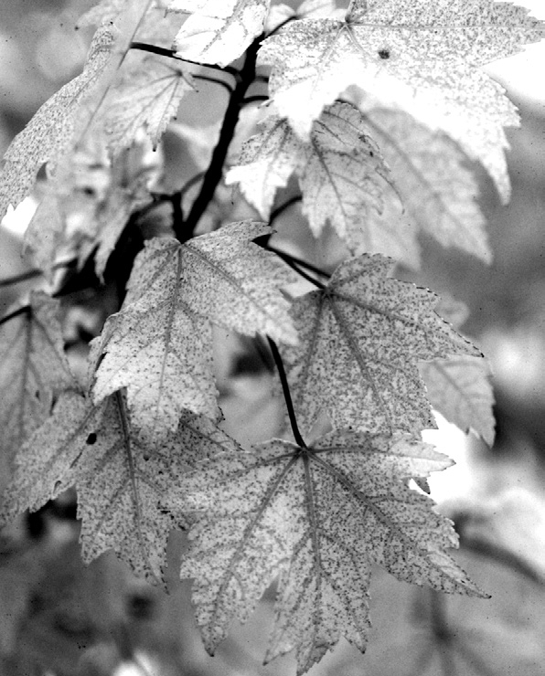 a balck and white photo of damaged maple leaves