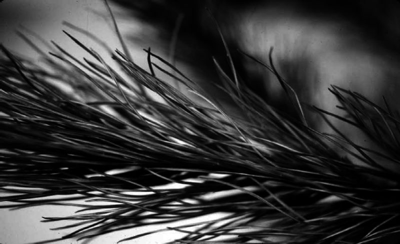 a black and white close-up of needles of an eastern white pine.
