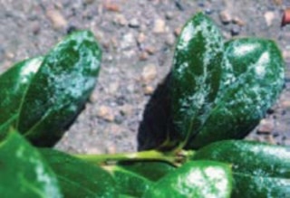 A close-up of holly leaves still on the branch with a white substance on them. 