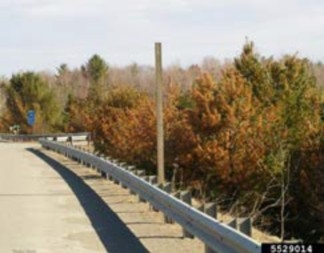 Browned pine trees lining a highway behind a guardrail. 