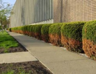 More than a dozen shrubs planted between a sidewalk and a building; the bottom half of each is brown while the top half remains green. 
