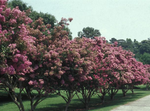 Photo of crapemyrtles in bloom on the roadside