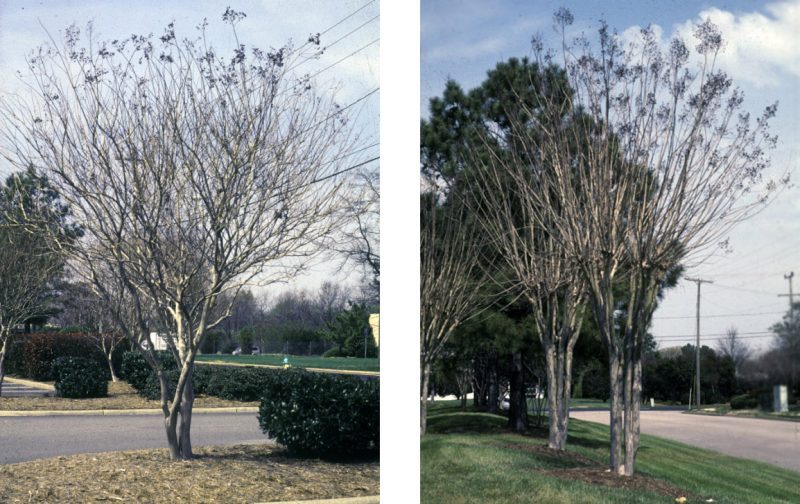 Two photos of naturalistically pruned and topped crapemyrtles