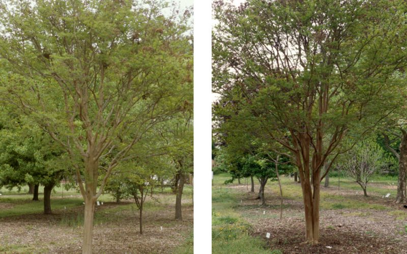 Two photos of single stem and multi-stem crapemyrtles