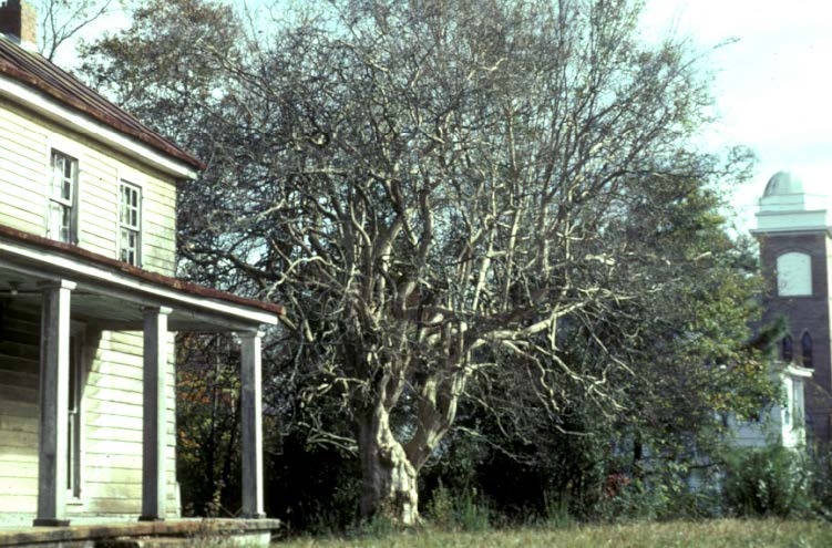 a crapemyrtle with a house