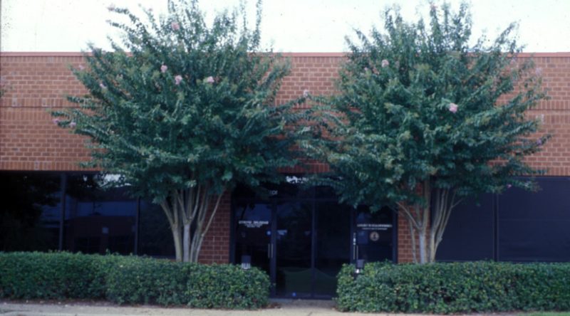 Two Crapemyrtles in front of a building