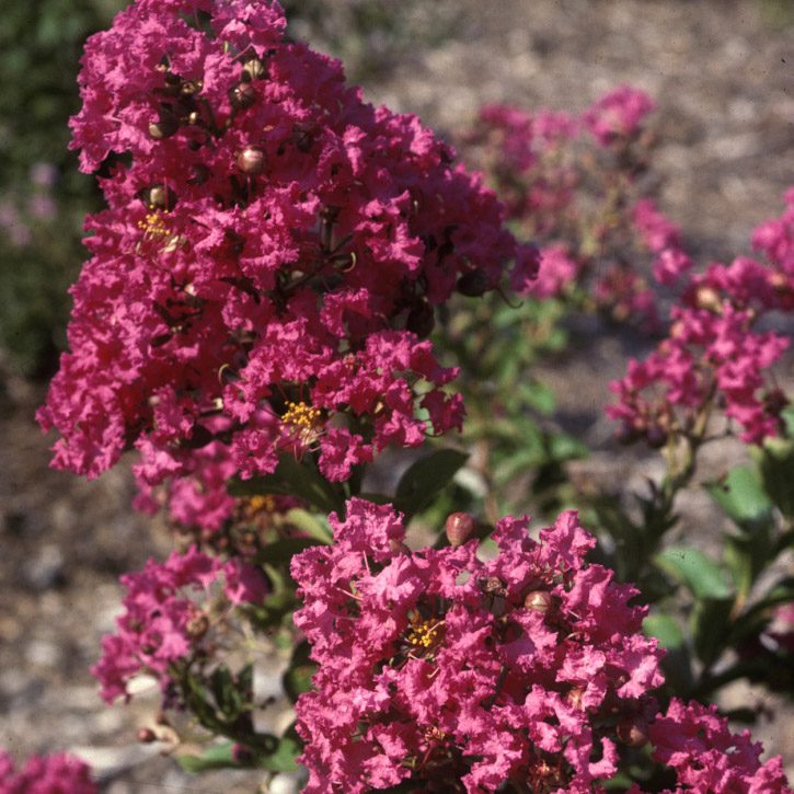 Close-up of crapemyrtle flower