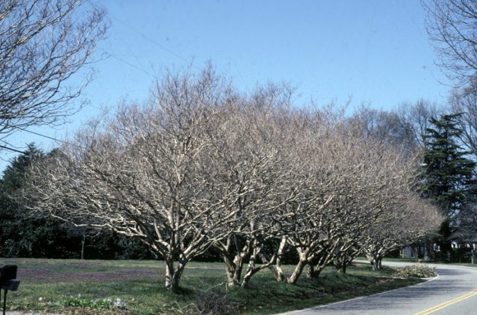 Crapemyrtles on the sideroad in winter