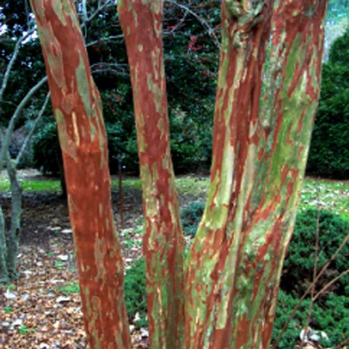 Close-up of crapemyrtle bark