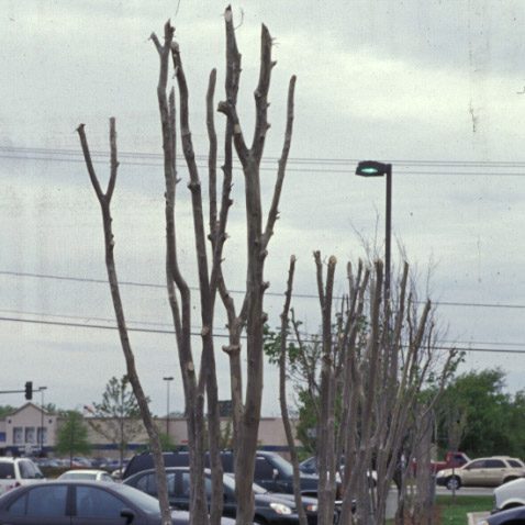 First example of improperly pruned crapemyrtles on the sideroad