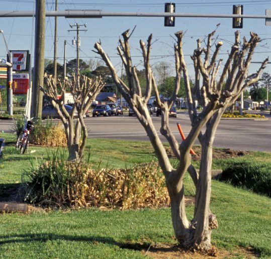 Third example of improperly pruned crapemyrtles on the sideroad