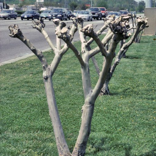 Second example of improperly pruned crapemyrtles on the sideroad
