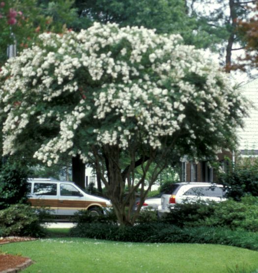 Photo of a crapemyrtle with white flower