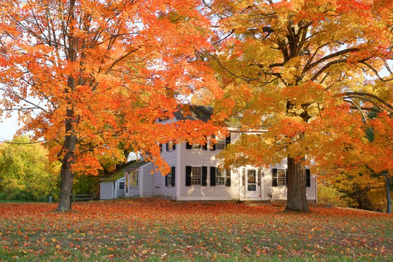A photo of a two story traditional house with black shutters behind two tall trees filled with orange fall leaves and in a green yard covered with fallen orange leaves.