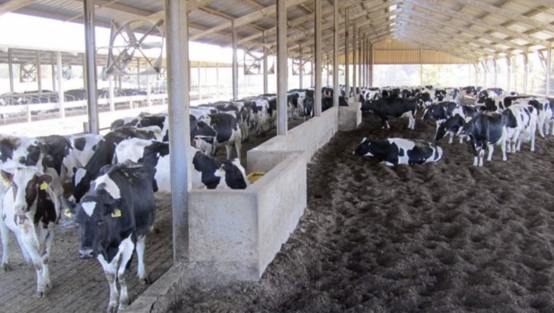 Cows resting on a compact bedded pack dairy barn