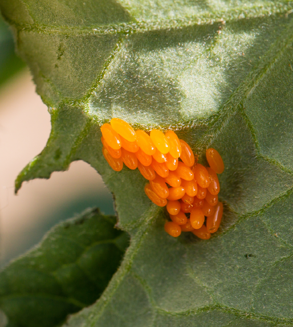 A cluster of 36 Colorado potato beetle eggs on the underside of a tomato leaf show their yellow-orange coloration and oblong shape.