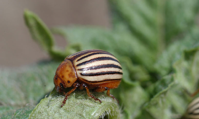 A close-up of a Colorado potato beetle feeding on a tomato leaflet.