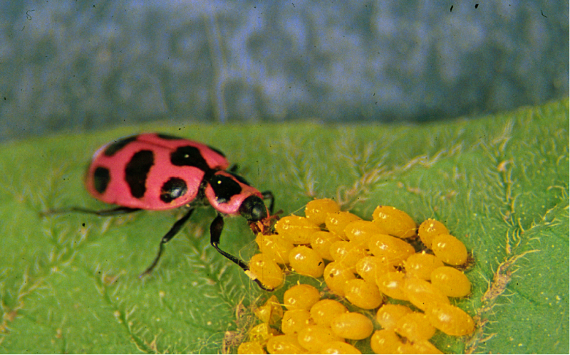 The dorsal view of a spined soldier bug, Podisus maculiventris, a predator of Colorado potato beetle on a pepper leaf.