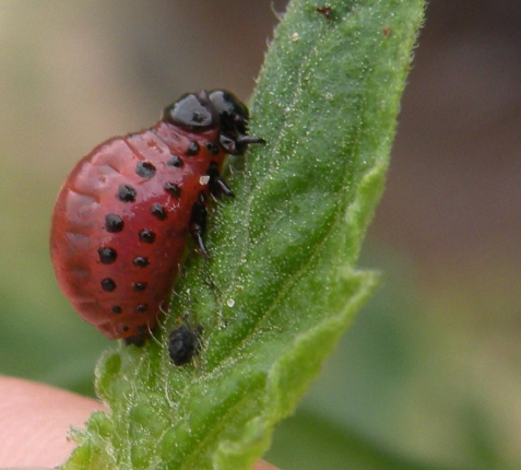 A close-up of a Colorado beetle larva feeding on a tomato leaflet.