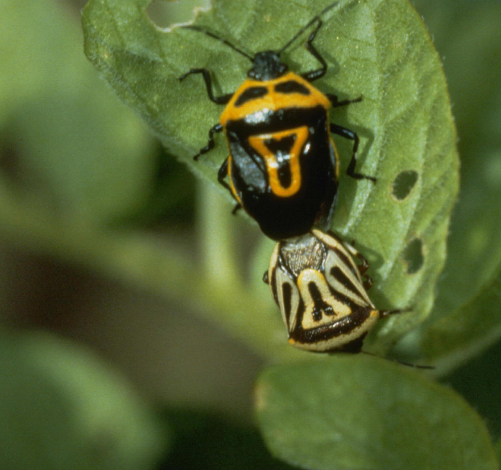 The dorsal view of a spined soldier bug, Podisus maculiventris, a predator of Colorado potato beetle on a pepper leaf.