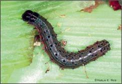 Black worm with red spots on a green background