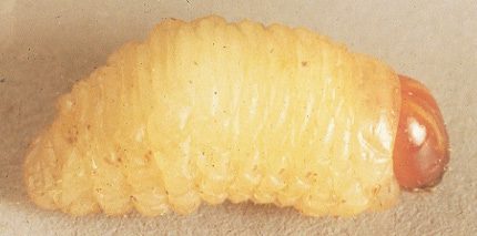Larva with yellow body and orange head